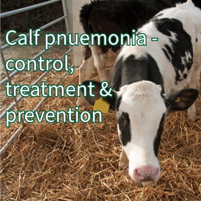 Mastering Pneumonia: Protecting Calves' Health in Changing Weather